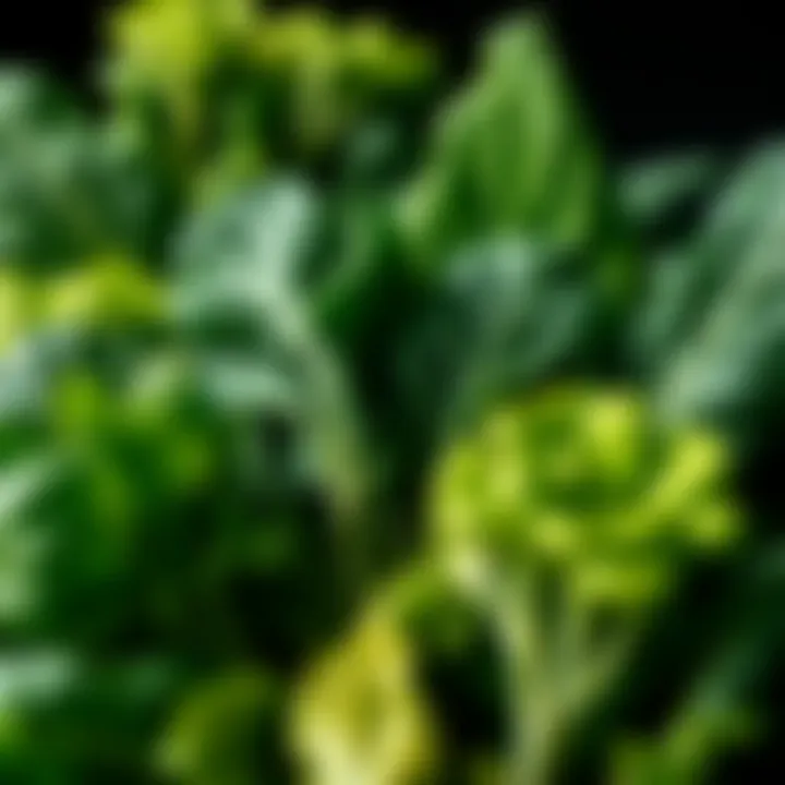 Leafy Greens and Their Nutritional Power A vibrant array of leafy greens rich in folic acid