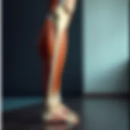 Anatomical diagram of the gastrocnemius muscle highlighting its structure.