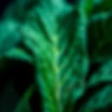 Nutrient-rich green leafy vegetables known for their high vitamin K content