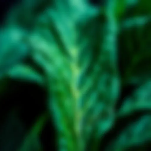 Nutrient-rich green leafy vegetables known for their high vitamin K content