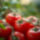 Vibrant tomatoes showcasing high lycopene content